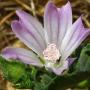 Umbrella Mallow (Malva neglecta): Originally from Eurasia, they grew profusely throughout the ranch.